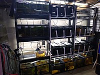 The main rack of breeding tanks