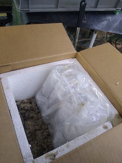 Unboxing P. phoenicurus